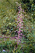 Nelle terre di Matilde - Sentiero da Valestra a Carpineti: Barbone adriatico (Himantoglossum adriaticus) Orchidacee